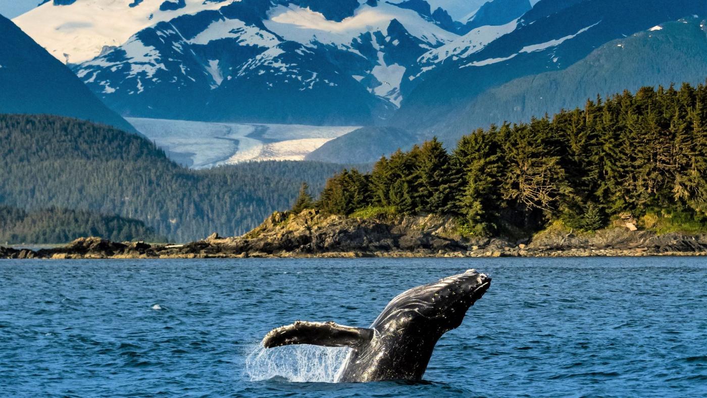 Alaska Whale Watching Where to Go & Planning Tips Travel Alaska